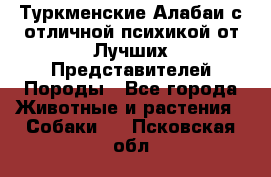 Туркменские Алабаи с отличной психикой от Лучших Представителей Породы - Все города Животные и растения » Собаки   . Псковская обл.